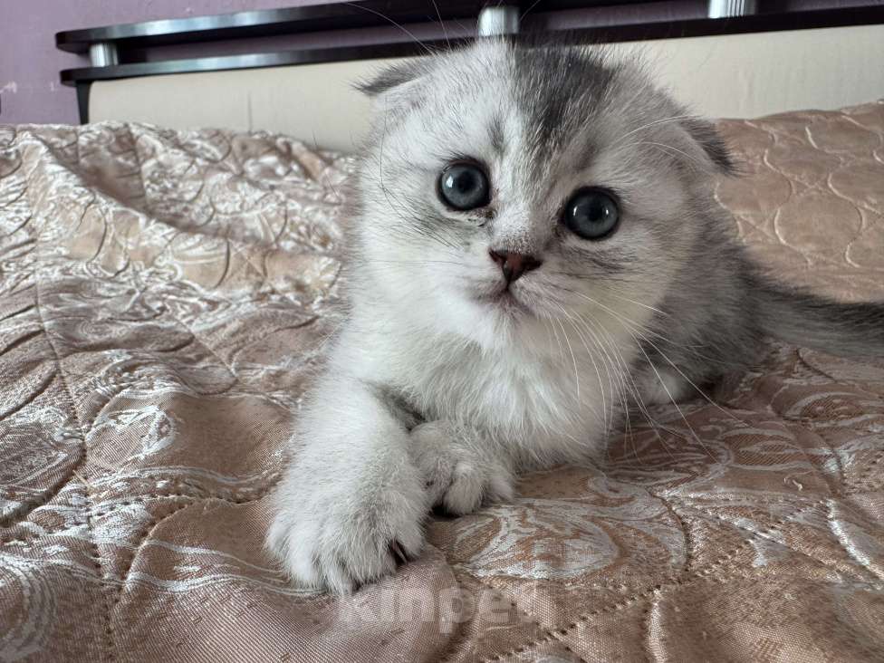 Кошки в Воронеже: Котёнок серебристой британской шиншиллы Девочка, 20 000 руб. - фото 1