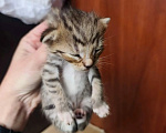 Кошки в Санкт-Петербурге: Котята со стройки Мальчик, Бесплатно - фото 2