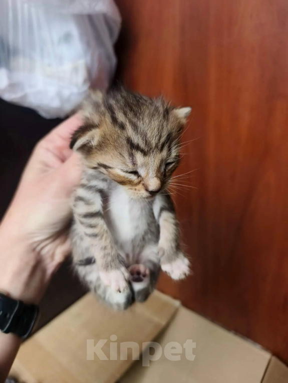 Кошки в Санкт-Петербурге: Котята со стройки Мальчик, Бесплатно - фото 2