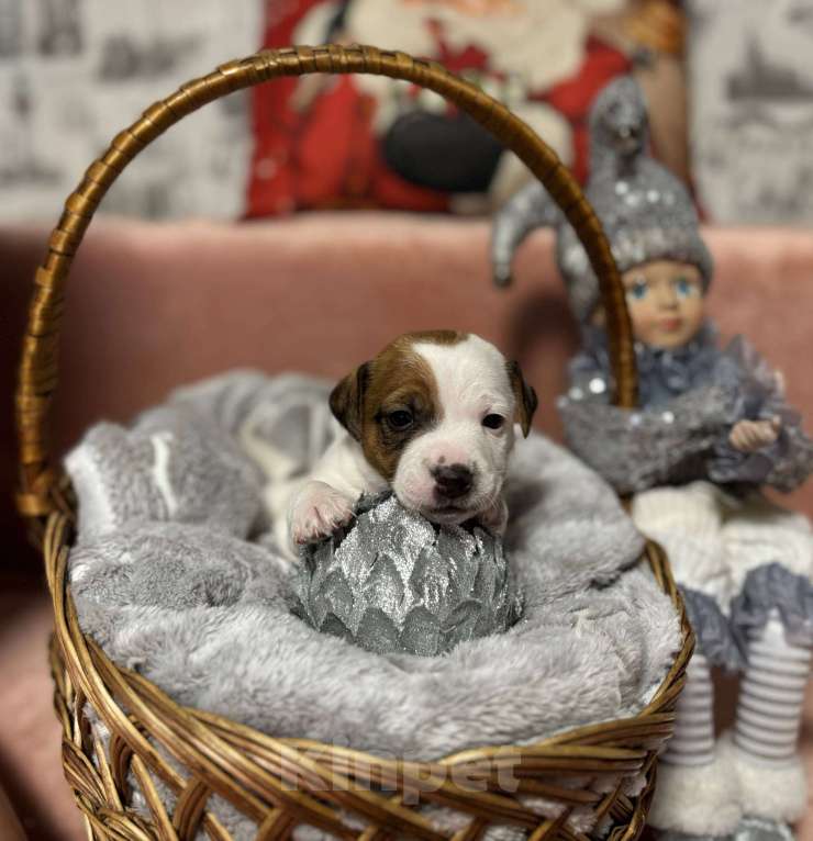 Собаки в других городах Московской области: Джек Рассел терьер щенок  Мальчик, 40 000 руб. - фото 1
