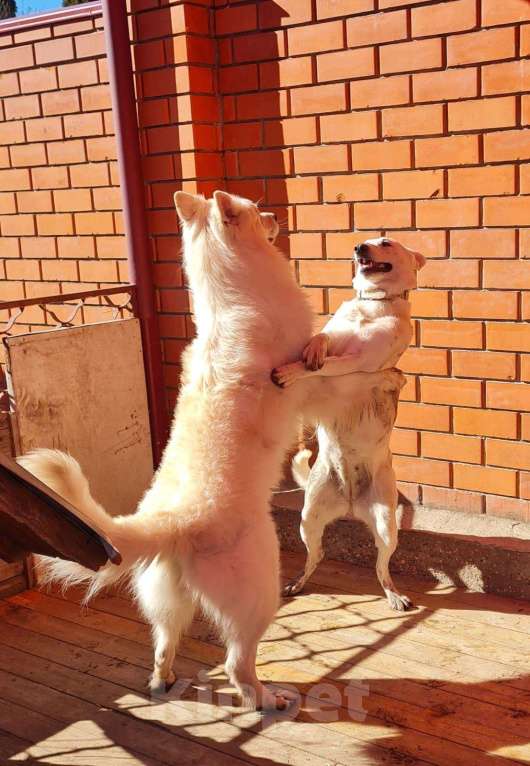 Собаки в других городах Московской области: Вязка. Кабель. Белая Швейцарская овчарка Мальчик, 15 000 руб. - фото 1