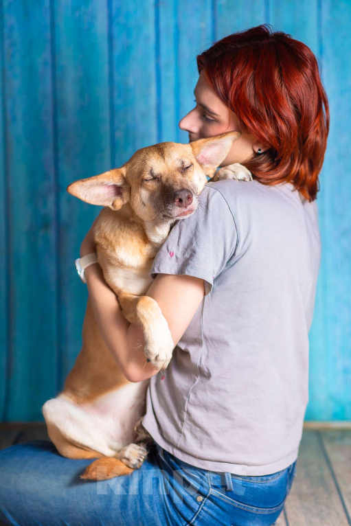 Собаки в Москве: Домашняя собака в поисках семьи Девочка, Бесплатно - фото 9