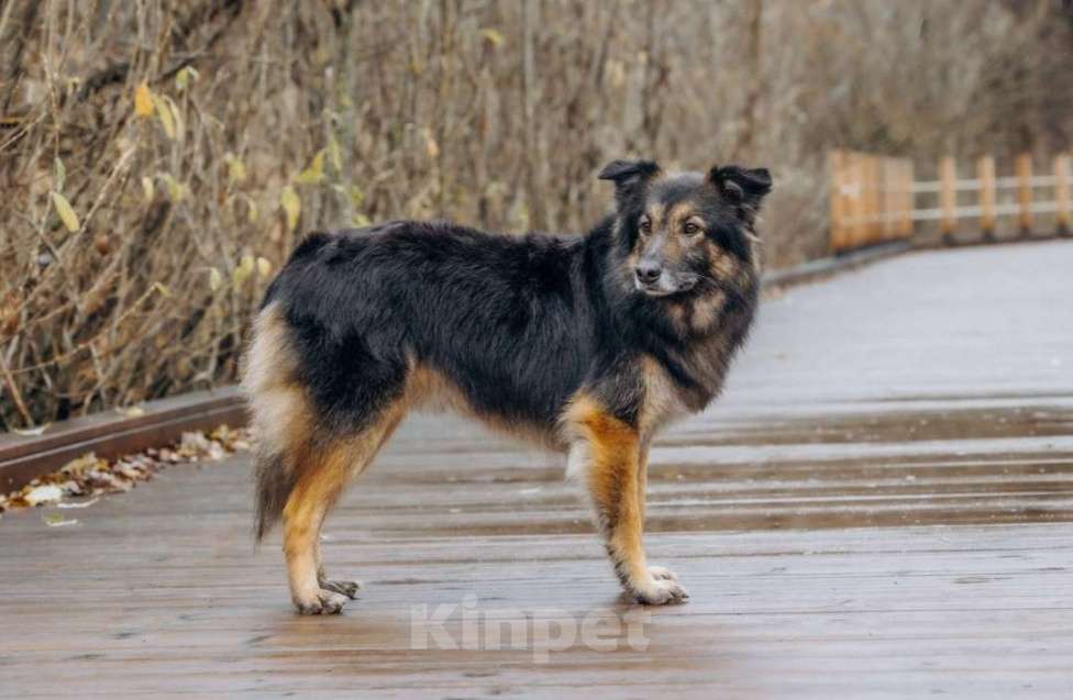 Собаки в других городах Московской области: Митяй — добрый пёс, который только учится жить по-настоящему Мальчик, Бесплатно - фото 4