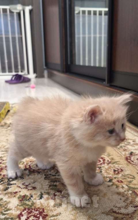 Кошки в Севастополе: Курбобики Разнополые, 50 000 руб. - фото 10