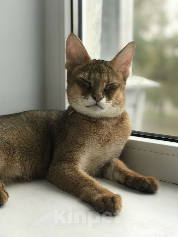 Кошки в Магнитогорске: Мальчик чаузиф1 Мальчик, 60 000 руб. - фото 2