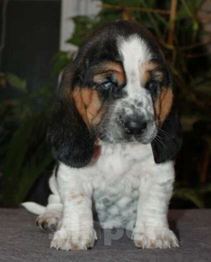 Собаки в Челябинске: Щенки Бассет хаунд Девочка, 50 000 руб. - фото 2