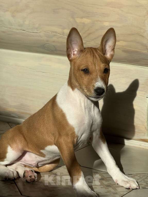 Собаки в Челябинске: Щенок Арчи породы басенджи Мальчик, 50 000 руб. - фото 2