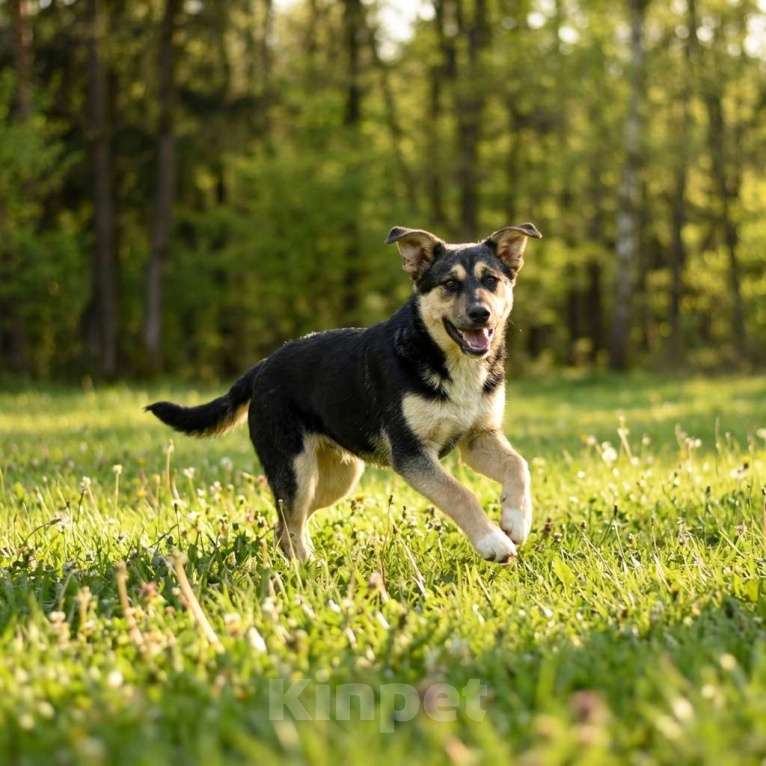 Собаки в Москве: Ника в добрые руки Девочка, Бесплатно - фото 2