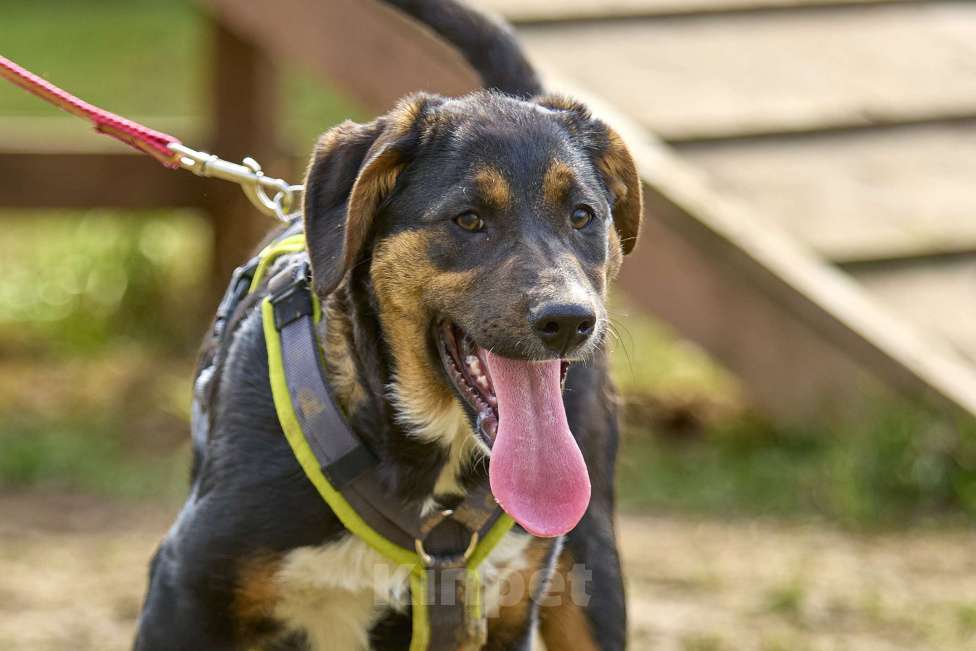 Собаки в Москве: Ищу дом Девочка, 1 руб. - фото 6