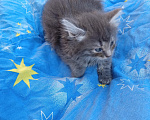Кошки в Калуге: Котёнок Девочка, Бесплатно - фото 4
