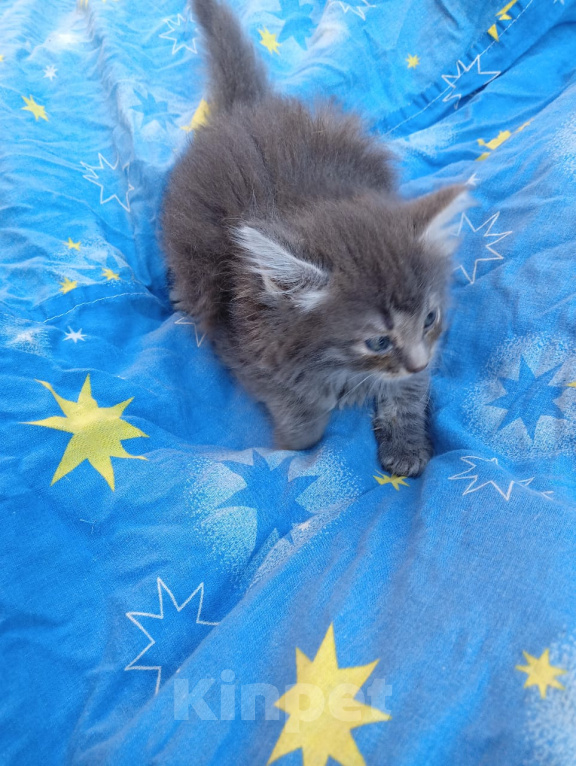 Кошки в Калуге: Котёнок Девочка, Бесплатно - фото 4