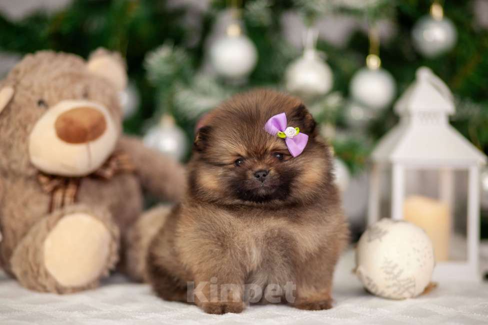 Собаки в Москве: Щенок померанского шпица Девочка, 40 000 руб. - фото 1