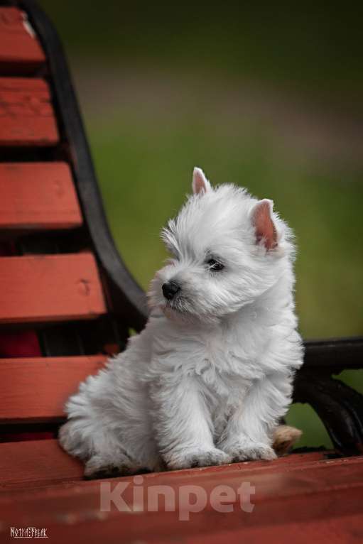 Собаки в Москве: Вест хайленд уайт терьер, щенок РКФ Мальчик, Бесплатно - фото 3