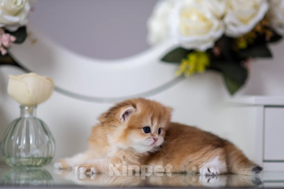 Кошки в Балашихе: Красивая британская девочка Белоснежка Девочка, 70 000 руб. - фото 3