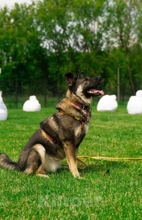 Собаки в Москве: Весёлая Мира Девочка, Бесплатно - фото 5