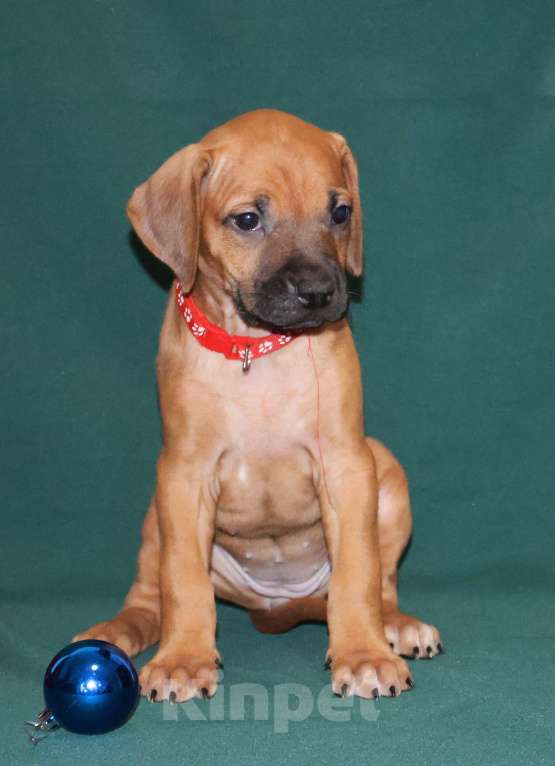 Собаки в Москве: Девочка Родезийского Риджбека для души Девочка, 60 000 руб. - фото 1