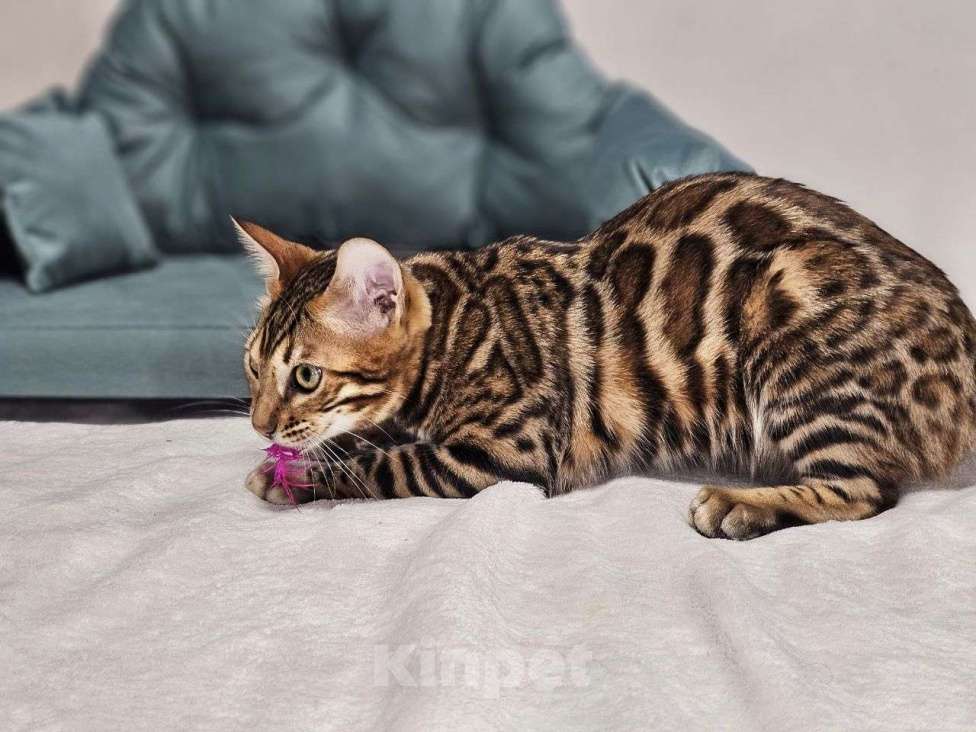 Кошки в Москве: Бенгальский котёнок Хантер Мальчик, 25 000 руб. - фото 5