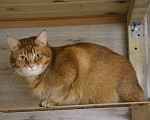 Кошки в Люберцах: Огненно-рыжий красавец ищет свою семью! Мальчик, Бесплатно - фото 3