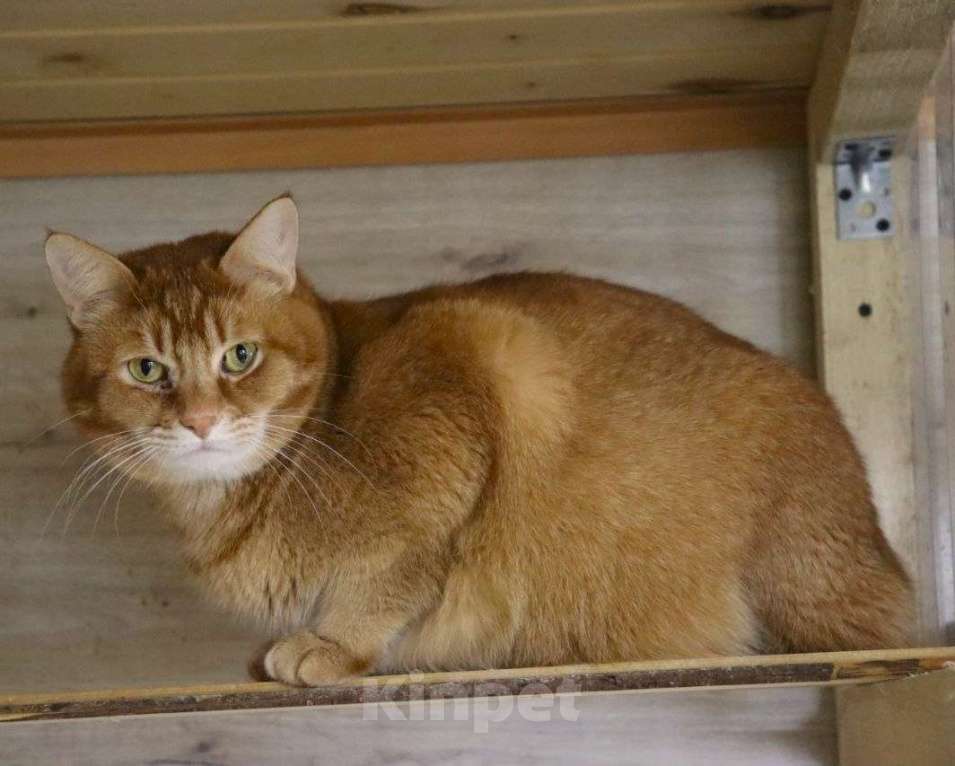 Кошки в Люберцах: Огненно-рыжий красавец ищет свою семью! Мальчик, Бесплатно - фото 3