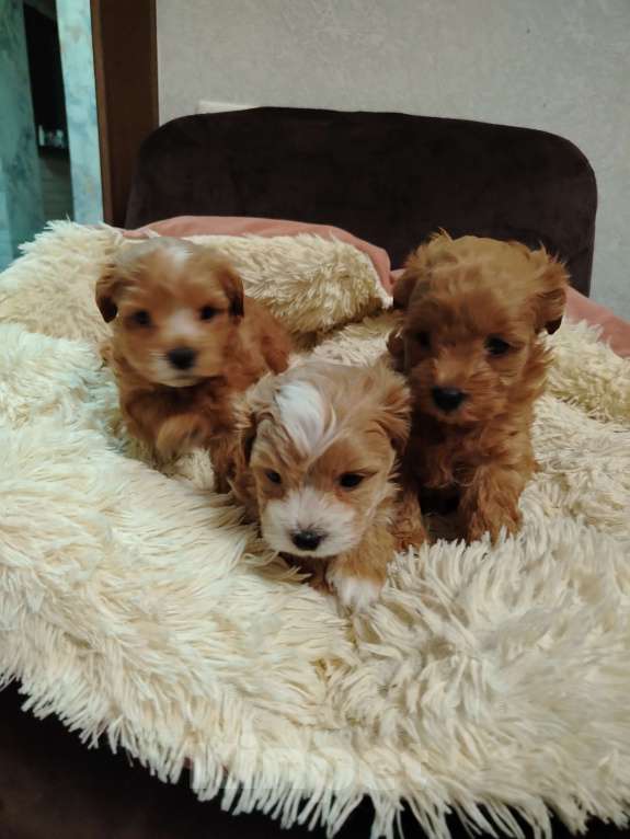 Собаки в Москве: Девочка мальтипу Девочка, 60 000 руб. - фото 4