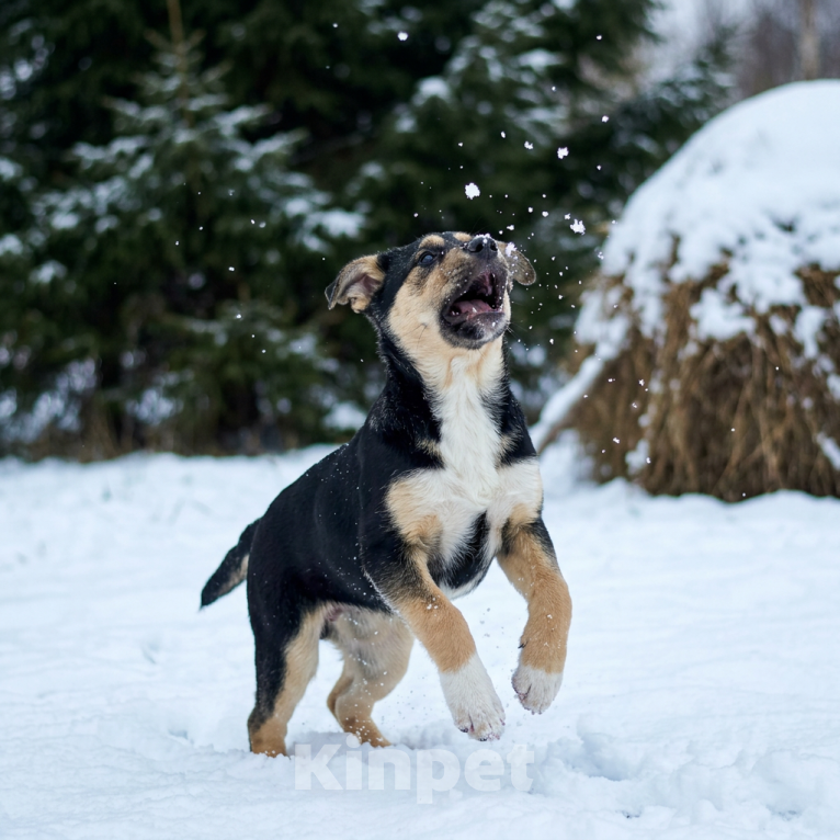 Собаки в Москве: щенок Ника ищет семью Девочка, Бесплатно - фото 10