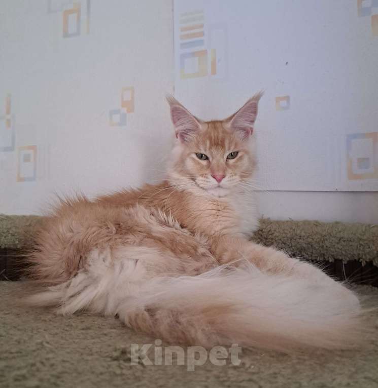 Кошки в Москве: Котята породы мейн-кун Мальчик, 35 000 руб. - фото 4