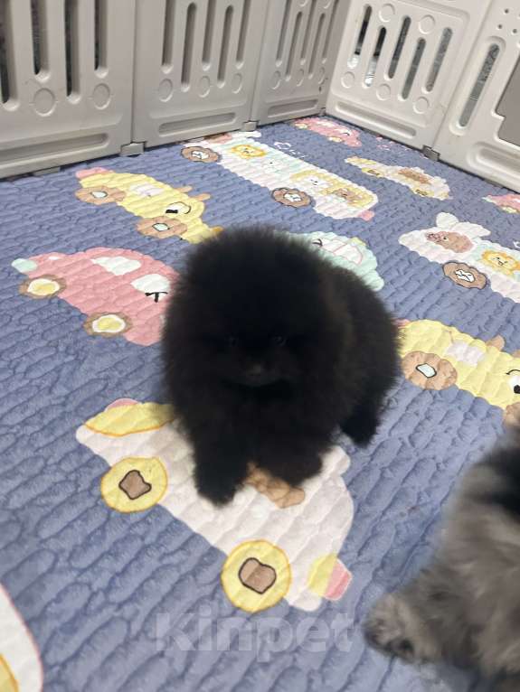 Собаки в Волгограде: Шпиц мальчик Мальчик, 25 000 руб. - фото 2