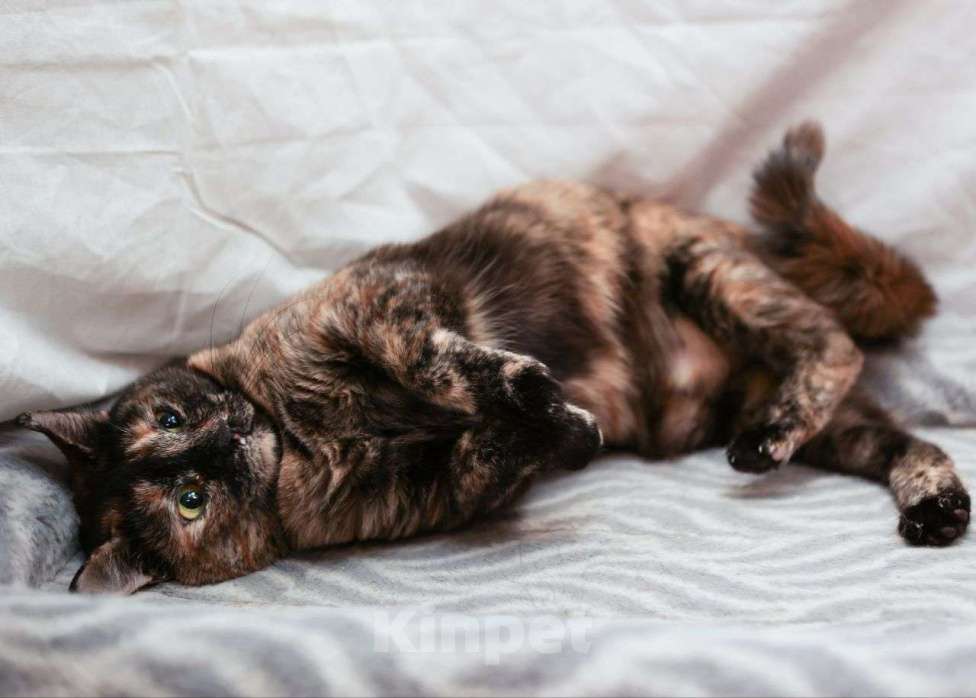 Кошки в Москве: Юленьку никто не замечает Девочка, Бесплатно - фото 2