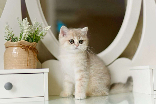 Объявление: Британский котёнок. Девочка ау11, 100 000 руб., Москва