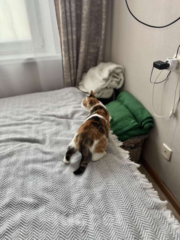 Кошки в Москве: Дофаминка - ваш удачный выбор Девочка, Бесплатно - фото 10