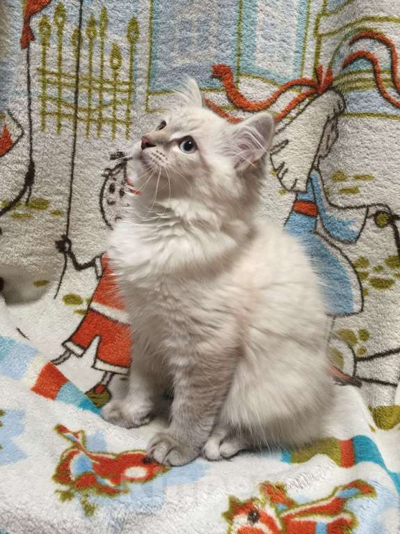 Кошки в Санкт-Петербурге: Невский маскарадный котёнок, кот Мальчик, 45 000 руб. - фото 3