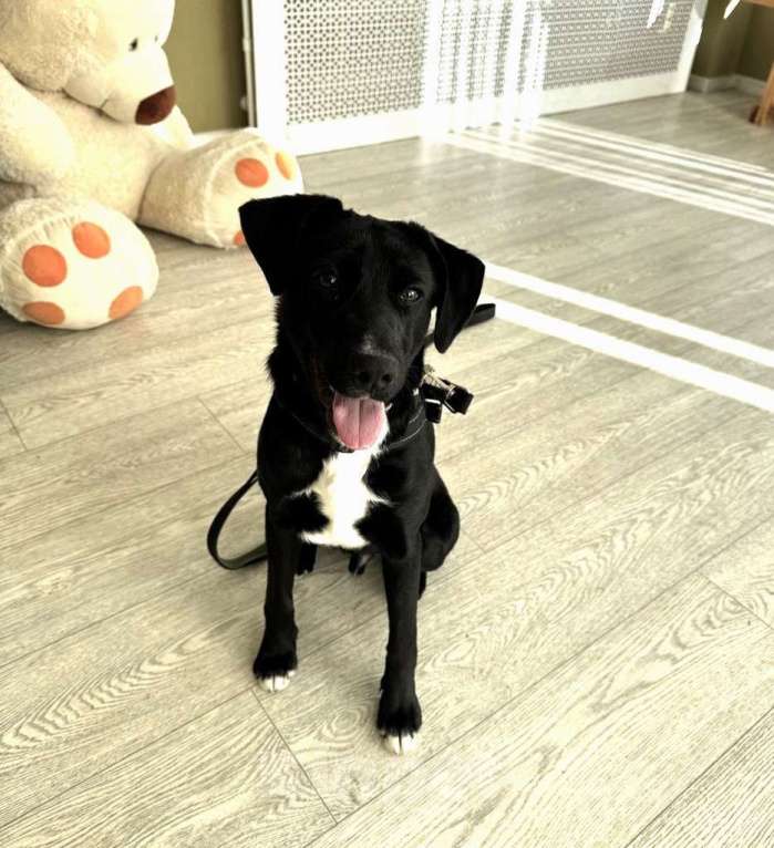 Собаки в Москве: Щенок бесплатно в Москве Мальчик, Бесплатно - фото 3