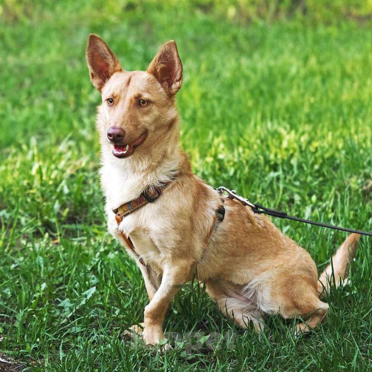 Собаки в других городах Московской области: Тата, 9 кг 4 года ищет семью Девочка, Бесплатно - фото 6