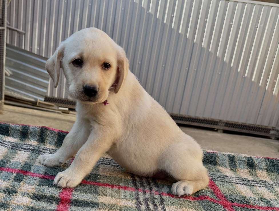 Собаки в Краснодаре: Щенок лабрадора палевый  Девочка, 25 000 руб. - фото 9