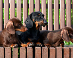 Собаки в Новотроицке: Вязка такса миниатюрная гладкошерстная Мальчик, 20 000 руб. - фото 5