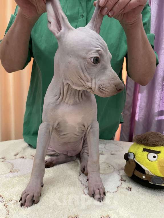 Собаки в Подольске: Предлагается щенок лиловый кобель Мальчик, 40 000 руб. - фото 4