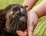 Кошки в Москве: Отважный смельчак кот Чернослив в добрые руки  Мальчик, Бесплатно - фото 6