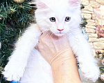 Кошки в Петергофе: Мальчик очень нежного окраса Мальчик, 45 000 руб. - фото 1