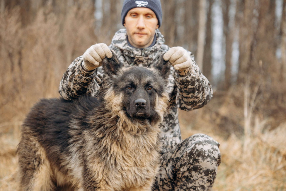 Собаки в Москве: Большой, трусливый великан ищет семью Мальчик, Бесплатно - фото 5