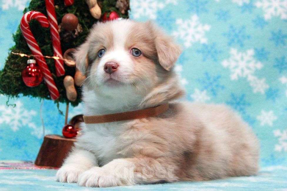 Собаки в Москве: Австралийская овчарка. Миниатюрная американская овчарка (мини аусси) Девочка, 80 000 руб. - фото 2