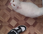 Кошки в Красноярске: Котик ищет свою семью Мальчик, Бесплатно - фото 1