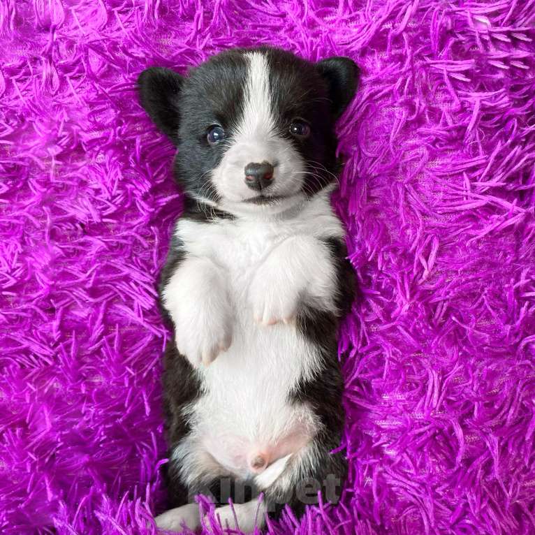 Собаки в Москве: Щенки вельш-корги кардиган Девочка, Бесплатно - фото 3