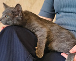 Кошки в Москве: Голубой котенок в дар Девочка, Бесплатно - фото 2