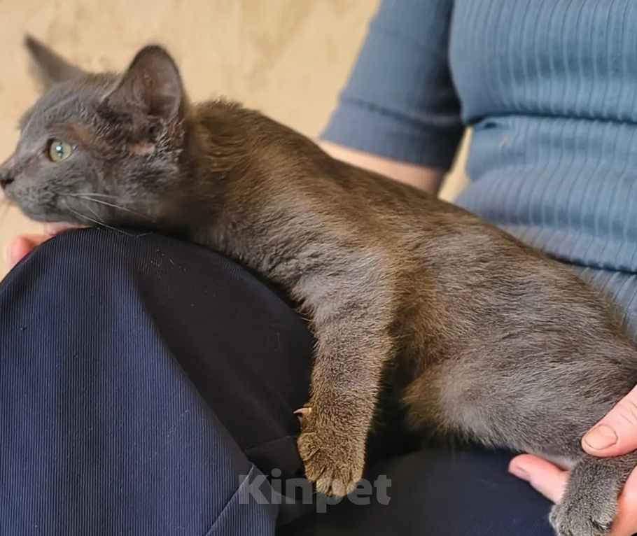 Кошки в Москве: Голубой котенок в дар Девочка, Бесплатно - фото 2