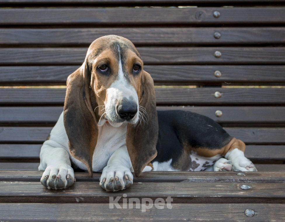 Собаки в Санкт-Петербурге: Бассет Артезианский щенки в Санкт-Петербурге Девочка, Бесплатно - фото 2