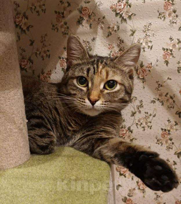 Кошки в Щелково: Ириска кроткая нежная девочка Девочка, Бесплатно - фото 7