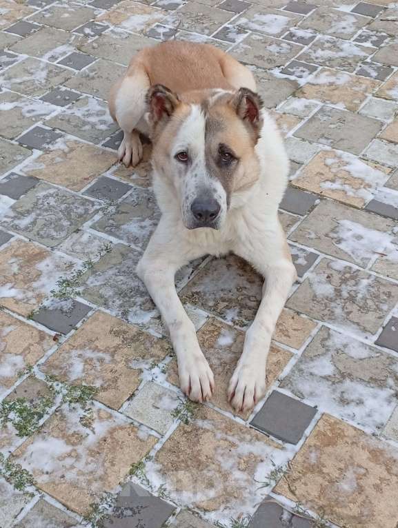 Собаки в Краснодаре: Собака в добрые руки Девочка, Бесплатно - фото 2