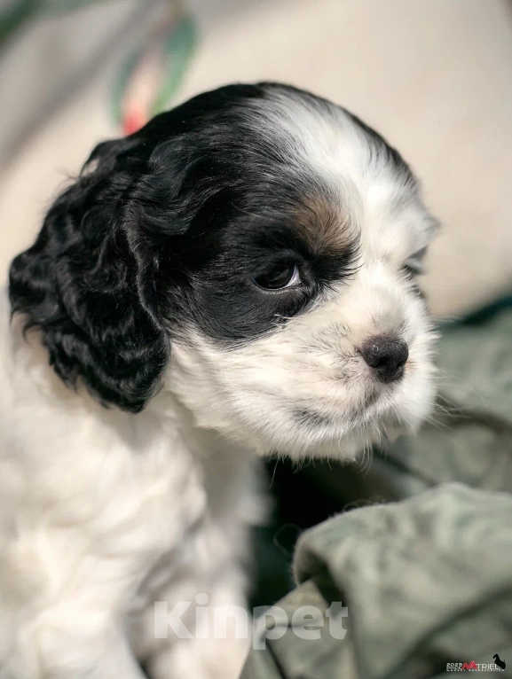 Собаки в Москве: Хитрая булочка  Девочка, 120 000 руб. - фото 4