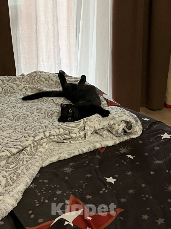 Кошки в Воронеже: Продам кошечку 7 месяцев, из-за переезда в эта малышка ищет хороших хозяев, Сейчас временно не можем Девочка, 2 000 руб. - фото 4