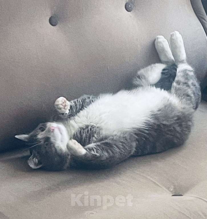 Кошки в Санкт-Петербурге: Котик Феденька ждет своих родителей Мальчик, Бесплатно - фото 2